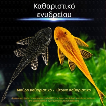 Ζωντανά ψάρια-καθαριστές για ενυδρεία γλυκού νερού — καθαρίζουν φύκια και απόβλητα
