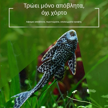 Ζωντανά ψάρια-καθαριστές για ενυδρεία γλυκού νερού — καθαρίζουν φύκια και απόβλητα