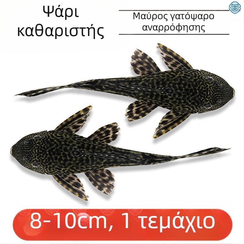 Ζωντανά ψάρια-καθαριστές για ενυδρεία γλυκού νερού — καθαρίζουν φύκια και απόβλητα