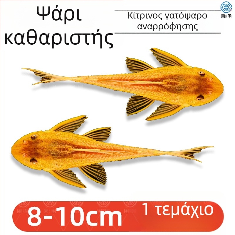 Ζωντανά ψάρια-καθαριστές για ενυδρεία γλυκού νερού — καθαρίζουν φύκια και απόβλητα