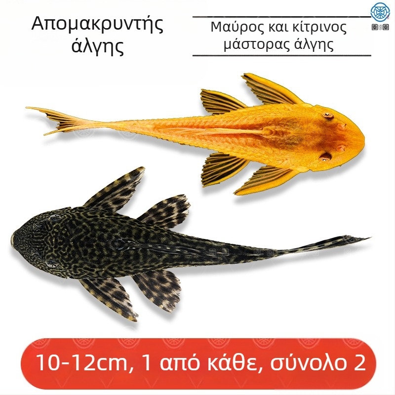 Ζωντανά ψάρια-καθαριστές για ενυδρεία γλυκού νερού — καθαρίζουν φύκια και απόβλητα