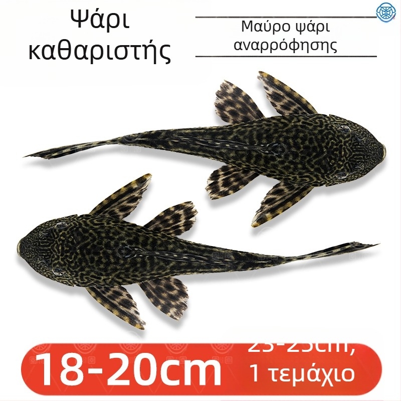 Ζωντανά ψάρια-καθαριστές για ενυδρεία γλυκού νερού — καθαρίζουν φύκια και απόβλητα