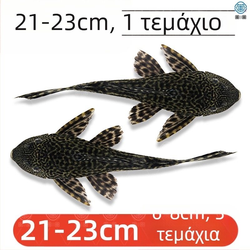 Ζωντανά ψάρια-καθαριστές για ενυδρεία γλυκού νερού — καθαρίζουν φύκια και απόβλητα