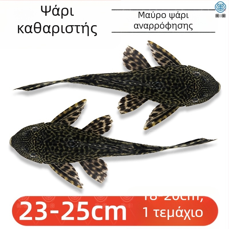 Ζωντανά ψάρια-καθαριστές για ενυδρεία γλυκού νερού — καθαρίζουν φύκια και απόβλητα