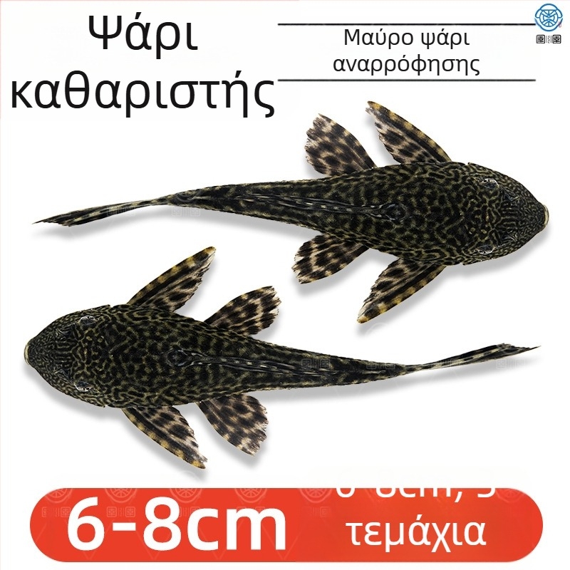 Ζωντανά ψάρια-καθαριστές για ενυδρεία γλυκού νερού — καθαρίζουν φύκια και απόβλητα