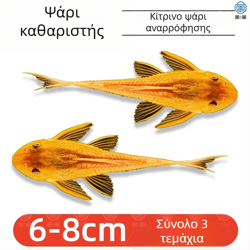 Ζωντανά ψάρια-καθαριστές για ενυδρεία γλυκού νερού — καθαρίζουν φύκια και απόβλητα