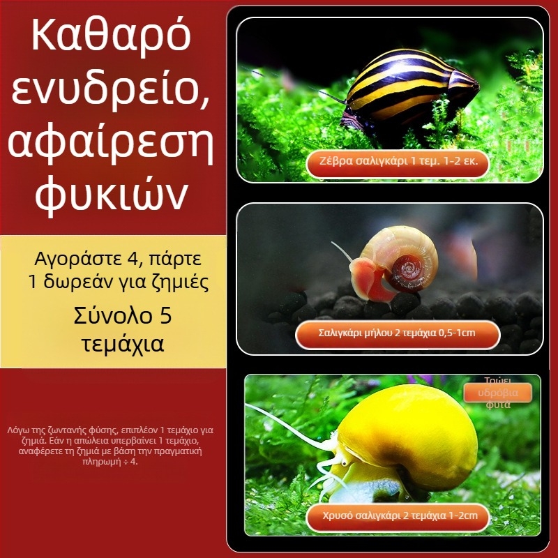 Σαλιγκάρι μήλου γλυκού νερού για ενυδρείο — εργαλείο αφαίρεσης φυκών και καθαρισμού δεξαμενής, μικρά и μεγάλα σαλιγκάρια