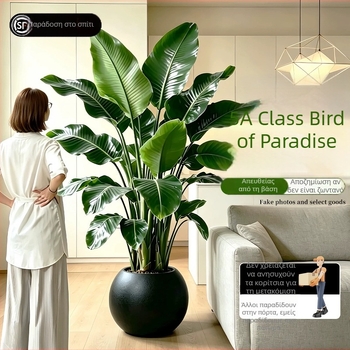 Φυτό Bird of Paradise σε γλάστρα για σαλόνι και γραφείο, μεγάλο εσωτερικό πράσινο φυτό (Strelitzia)