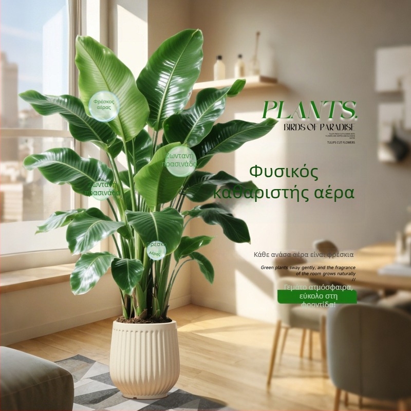 Φυτό Bird of Paradise σε γλάστρα για σαλόνι και γραφείο, μεγάλο εσωτερικό πράσινο φυτό (Strelitzia)