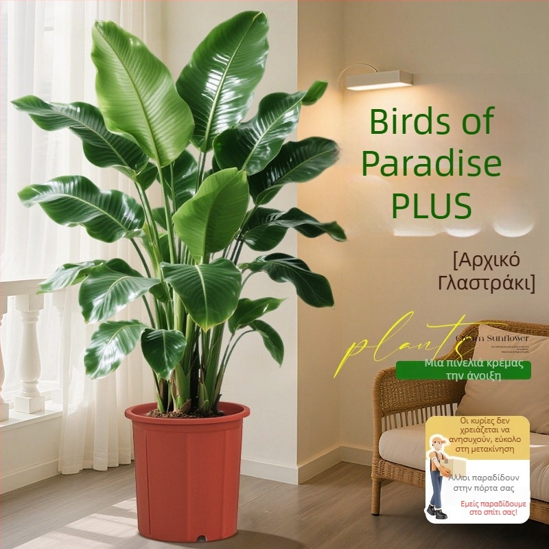 Φυτό Bird of Paradise σε γλάστρα για σαλόνι και γραφείο, μεγάλο εσωτερικό πράσινο φυτό (Strelitzia)