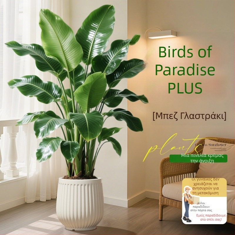 Φυτό Bird of Paradise σε γλάστρα για σαλόνι και γραφείο, μεγάλο εσωτερικό πράσινο φυτό (Strelitzia)