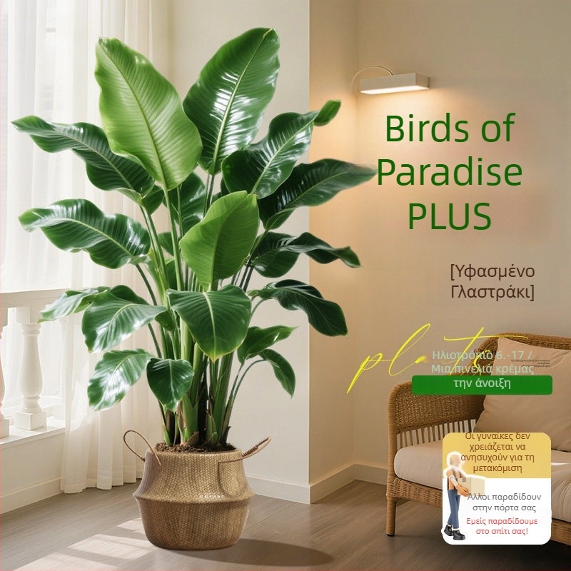 Φυτό Bird of Paradise σε γλάστρα για σαλόνι και γραφείο, μεγάλο εσωτερικό πράσινο φυτό (Strelitzia)