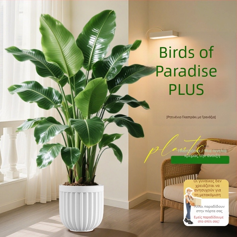 Φυτό Bird of Paradise σε γλάστρα για σαλόνι και γραφείο, μεγάλο εσωτερικό πράσινο φυτό (Strelitzia)