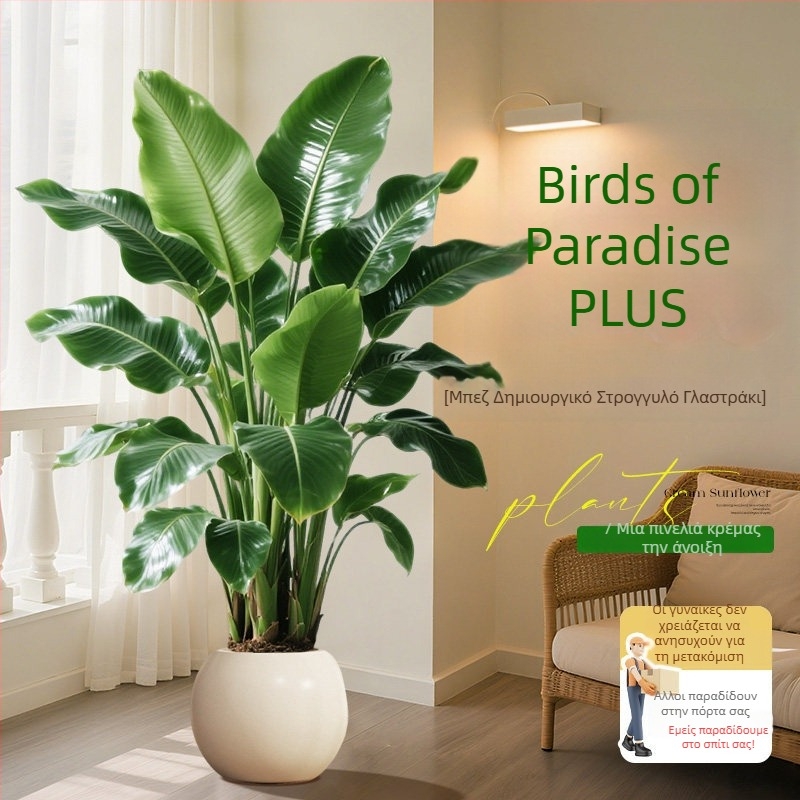 Φυτό Bird of Paradise σε γλάστρα για σαλόνι και γραφείο, μεγάλο εσωτερικό πράσινο φυτό (Strelitzia)