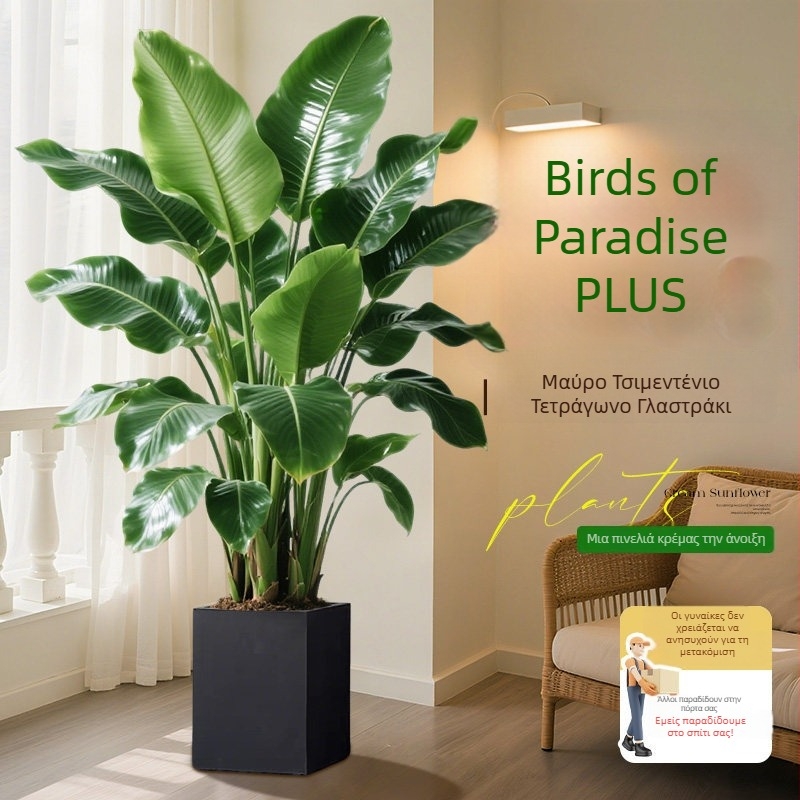 Φυτό Bird of Paradise σε γλάστρα για σαλόνι και γραφείο, μεγάλο εσωτερικό πράσινο φυτό (Strelitzia)