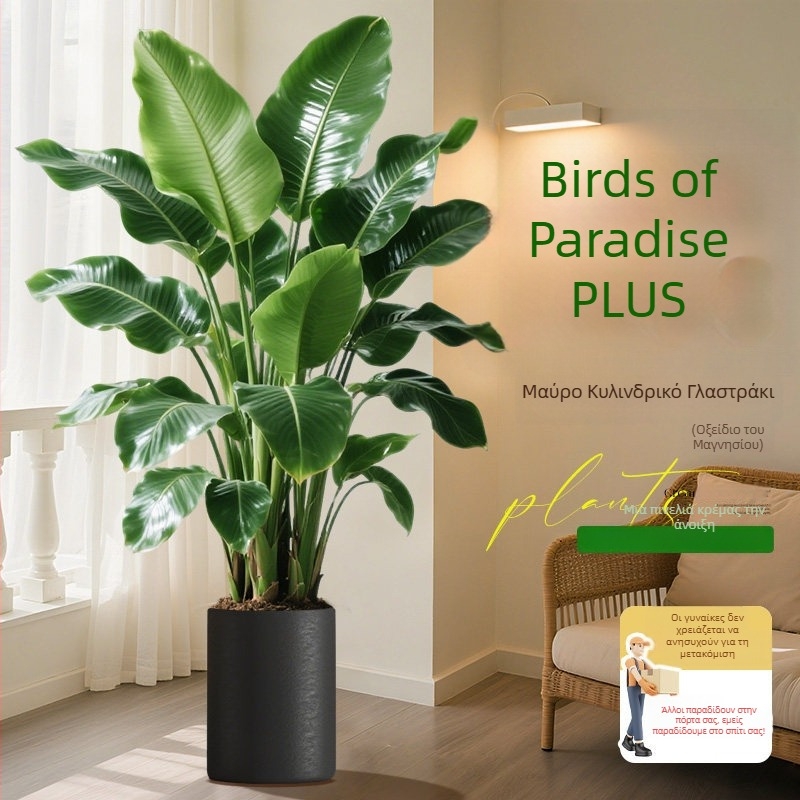 Φυτό Bird of Paradise σε γλάστρα για σαλόνι και γραφείο, μεγάλο εσωτερικό πράσινο φυτό (Strelitzia)