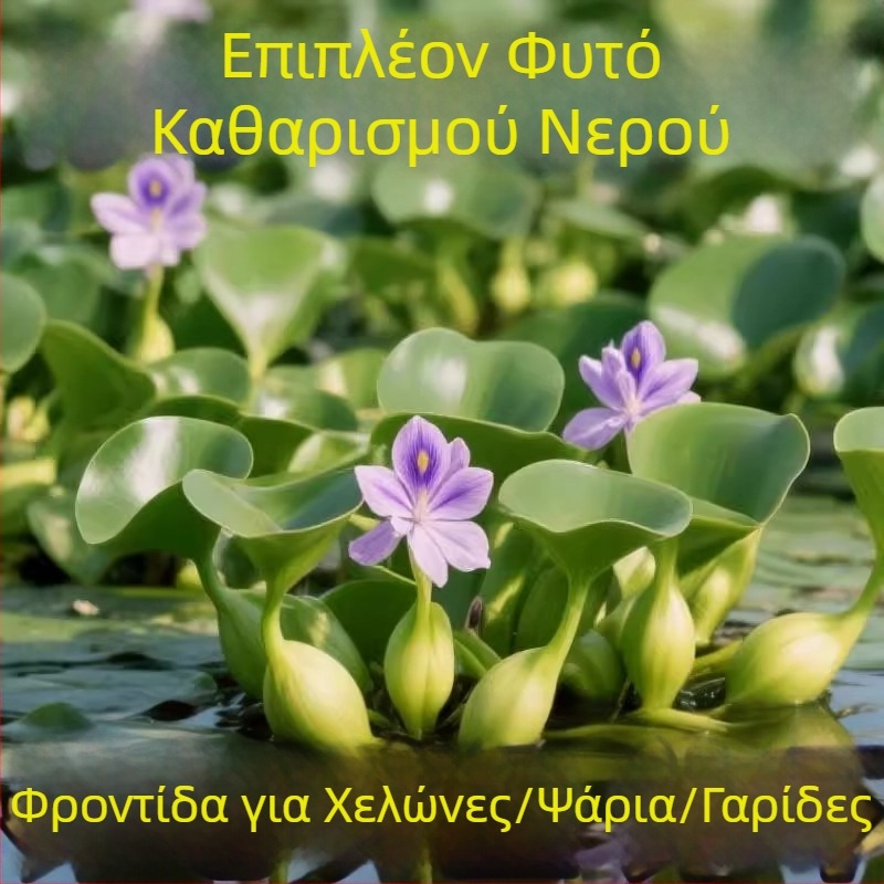Υδροπονικό φυτό Water Hyacinth για Λίμνες και Δεξαμενές – γλυκού νερού φυτό για καθαρισμό νερού και οξυγόνωση, κατοικία χελώνων και ψαριών, ανθίζον φυτό