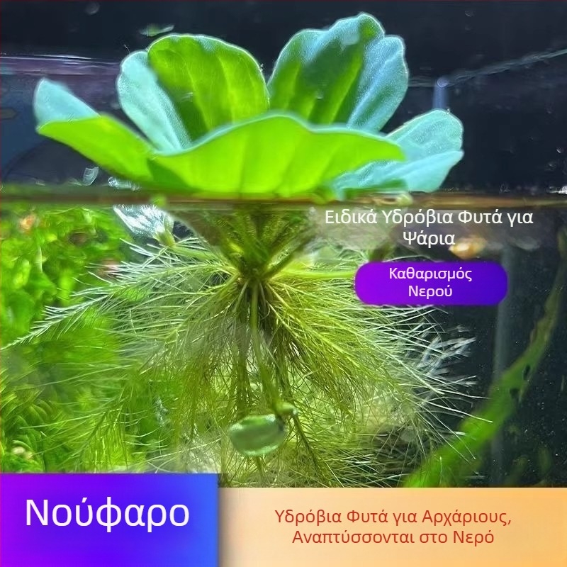 Υδροπονικό φυτό Water Hyacinth για Λίμνες και Δεξαμενές – γλυκού νερού φυτό για καθαρισμό νερού και οξυγόνωση, κατοικία χελώνων και ψαριών, ανθίζον φυτό