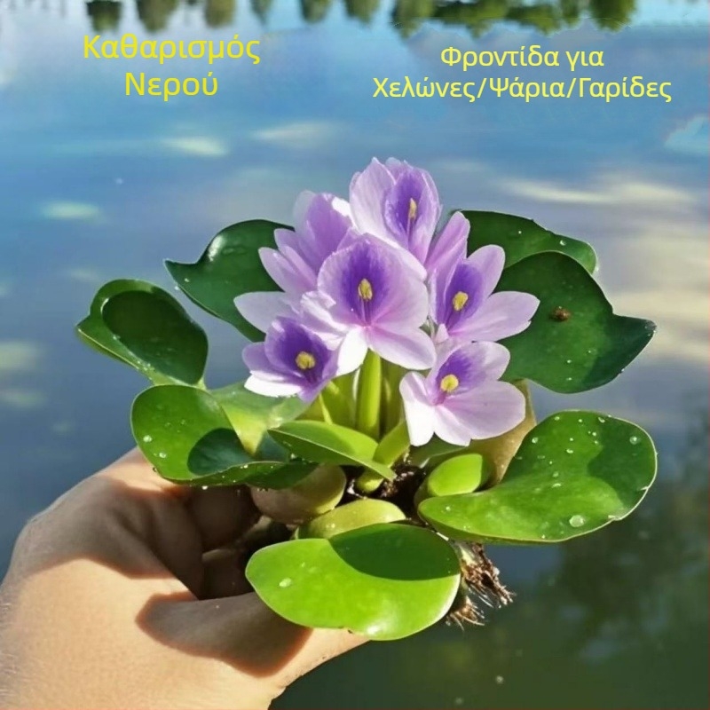 Υδροπονικό φυτό Water Hyacinth για Λίμνες και Δεξαμενές – γλυκού νερού φυτό για καθαρισμό νερού και οξυγόνωση, κατοικία χελώνων και ψαριών, ανθίζον φυτό