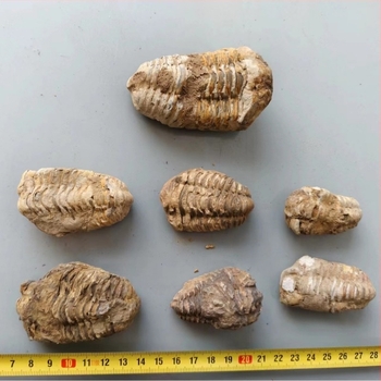 Maroko Prirodni Drevni Morski Fosili Trilobit Uzorak Paleontološka Zbirka Kamena Dječja Nastava Popularizacija Znanosti