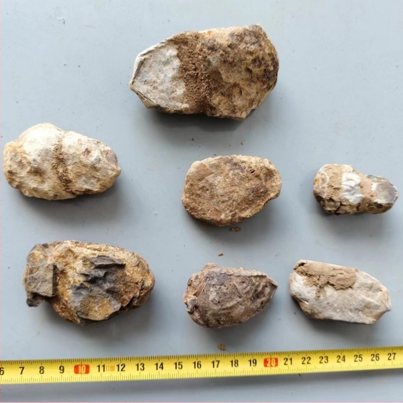 Maroko Prirodni Drevni Morski Fosili Trilobit Uzorak Paleontološka Zbirka Kamena Dječja Nastava Popularizacija Znanosti