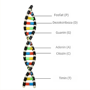 DNA dvostruka spirala – plastični nastavak za biologiju za osnovnu školu, unutarnja i vanjska uporaba, Liuxin