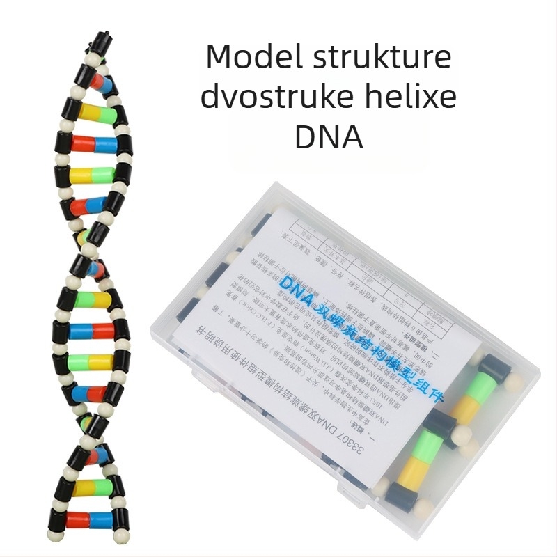 DNA dvostruka spirala – plastični nastavak za biologiju za osnovnu školu, unutarnja i vanjska uporaba, Liuxin