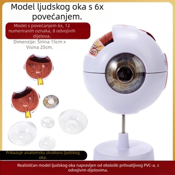 Model anatomije oka za medicinsku nastavu, PVC materijal, brend Zhenghe River, privatna oznaka dostupna
