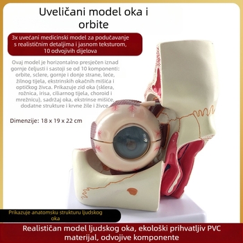 Model anatomije oka za medicinsku nastavu, PVC materijal, brend Zhenghe River, privatna oznaka dostupna