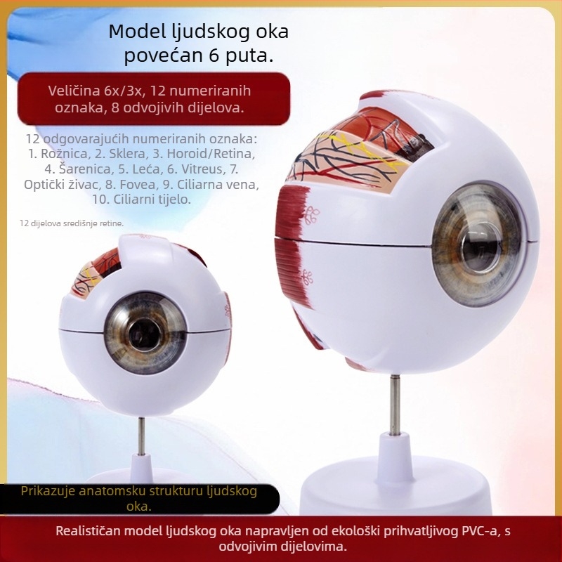 Model anatomije oka za medicinsku nastavu, PVC materijal, brend Zhenghe River, privatna oznaka dostupna