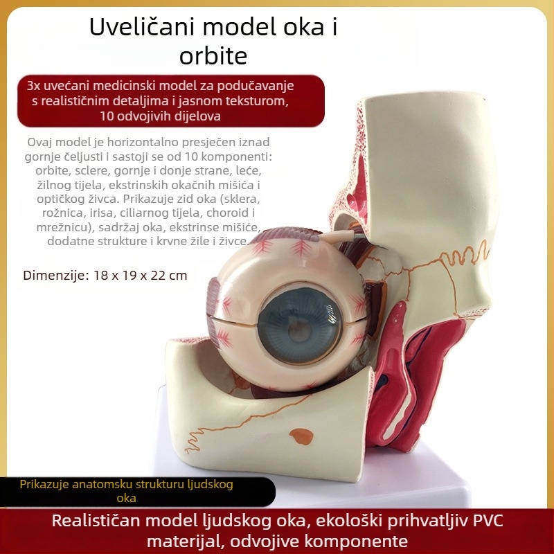 Model anatomije oka za medicinsku nastavu, PVC materijal, brend Zhenghe River, privatna oznaka dostupna
