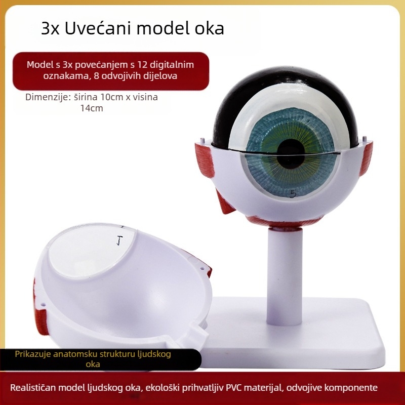 Model anatomije oka za medicinsku nastavu, PVC materijal, brend Zhenghe River, privatna oznaka dostupna