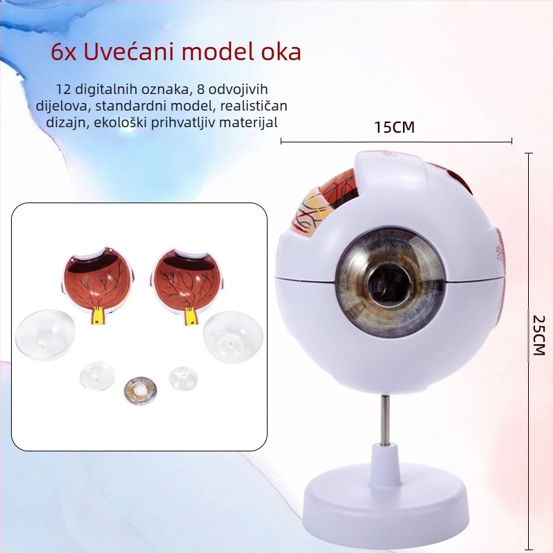 Model anatomije oka za medicinsku nastavu, PVC materijal, brend Zhenghe River, privatna oznaka dostupna