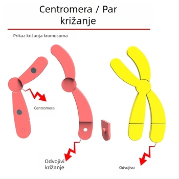Liuxin nastavna pomagala: Model promjene kromosoma u mejozi s magnetskom apsorpcijom