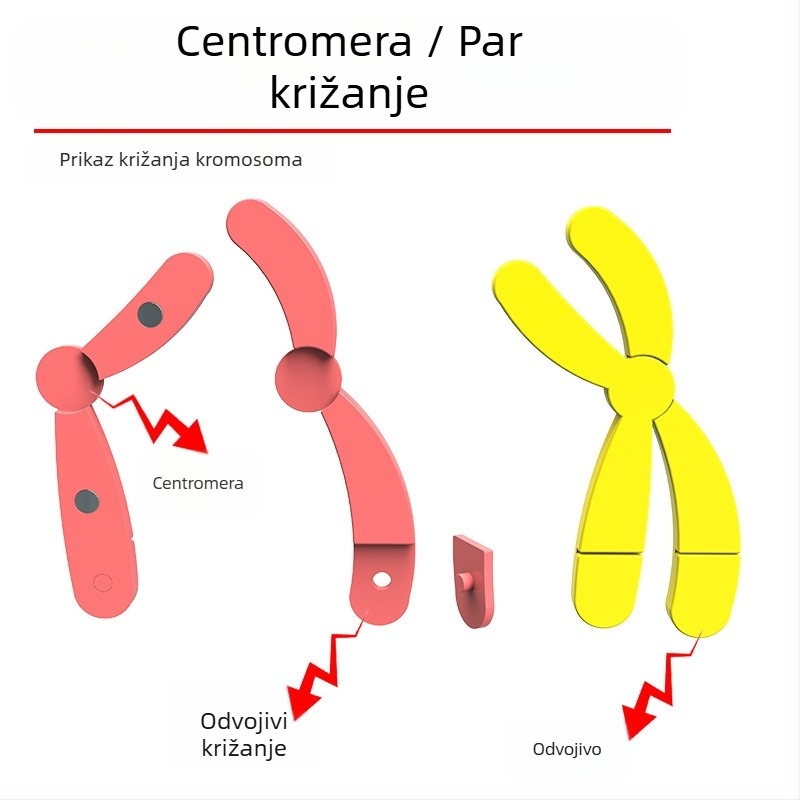 Liuxin nastavna pomagala: Model promjene kromosoma u mejozi s magnetskom apsorpcijom