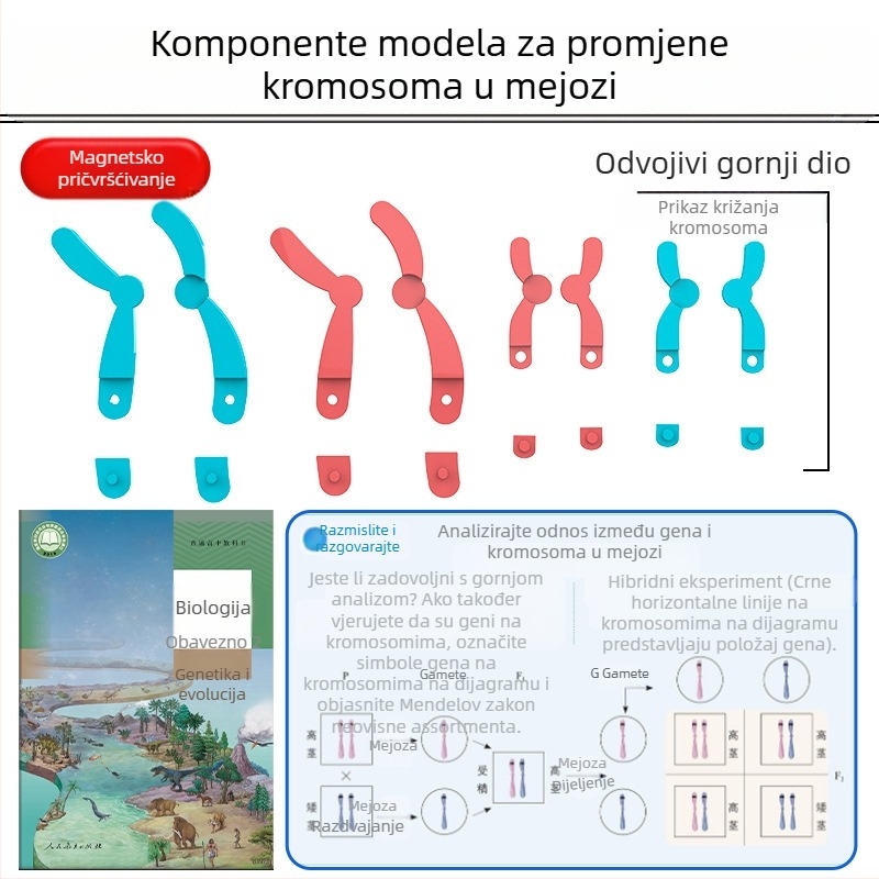 Liuxin nastavna pomagala: Model promjene kromosoma u mejozi s magnetskom apsorpcijom