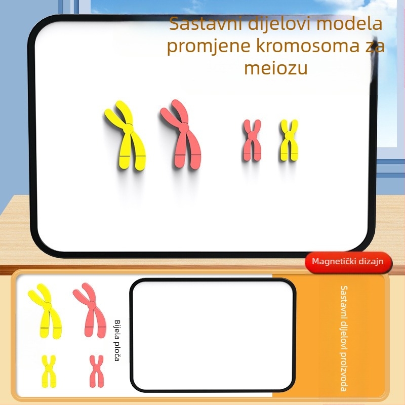 Liuxin nastavna pomagala: Model promjene kromosoma u mejozi s magnetskom apsorpcijom