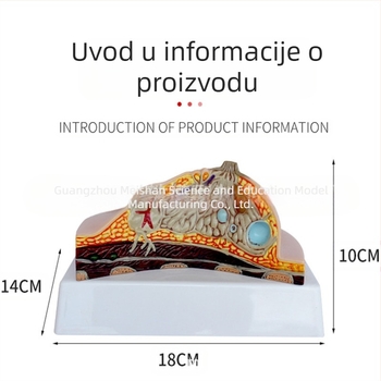 Model patološke dojke za medicinsku edukaciju