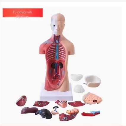 Anatomski torzo s unutarnjim organima za medicinsko poučavanje, PVC materijal, prikaz sustava organa