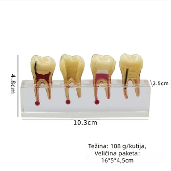 Model za stomatološko obrazovanje dječjih mliječnih zuba s karijesom i popravkom pulpe; GC OEM; 108 g; barkod 236; Uvoz: Ne