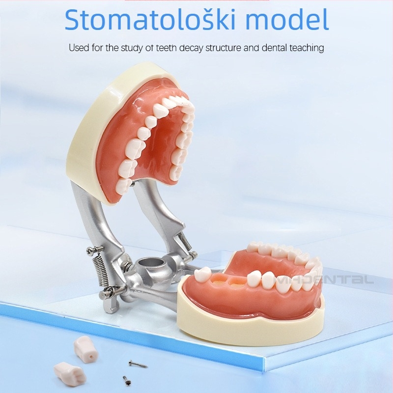 MEHO stomatološki nastavni model (otisak zuba) - ABS materijal; za vježbanje i poučavanje; kutija: 1 kom.