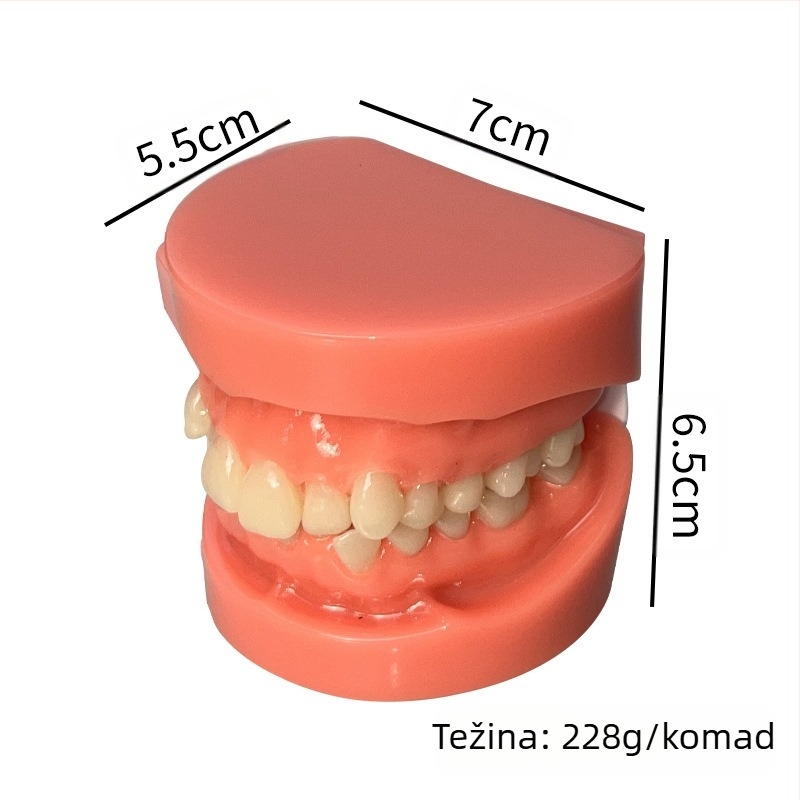 Stomatološki model zuba za demonstraciju malokluzije i ortodontsku obuku (Brand: Leap to the courage; Odrasli; 100 komada; Hebei)
