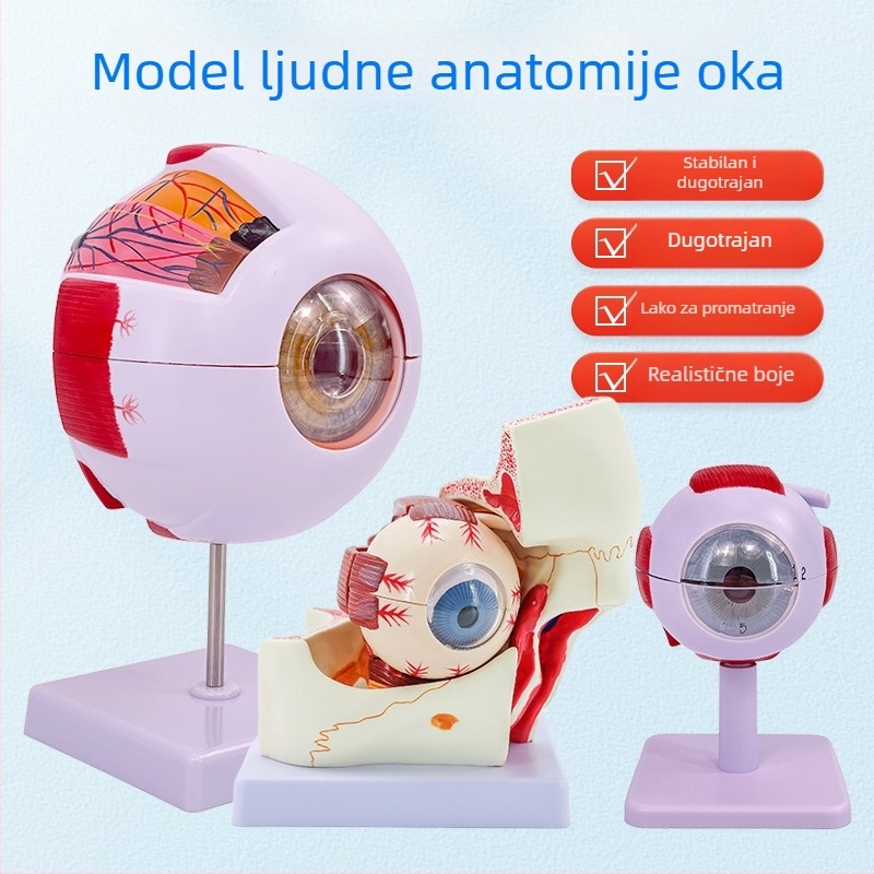 Anatomski model ljudskog oka, odvojivi, PVC materijal, marka Blue Butterfly