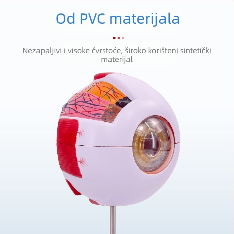 Anatomski model ljudskog oka, odvojivi, PVC materijal, marka Blue Butterfly