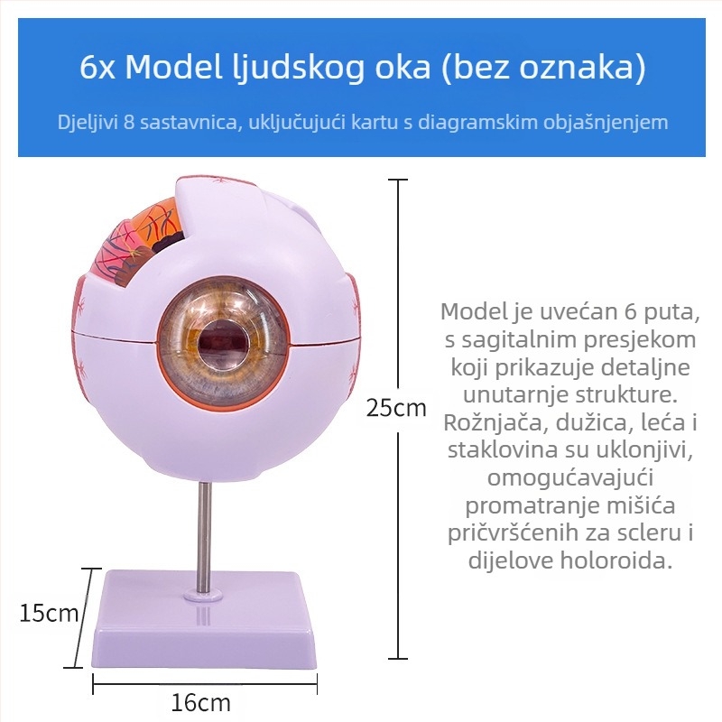 Anatomski model ljudskog oka, odvojivi, PVC materijal, marka Blue Butterfly