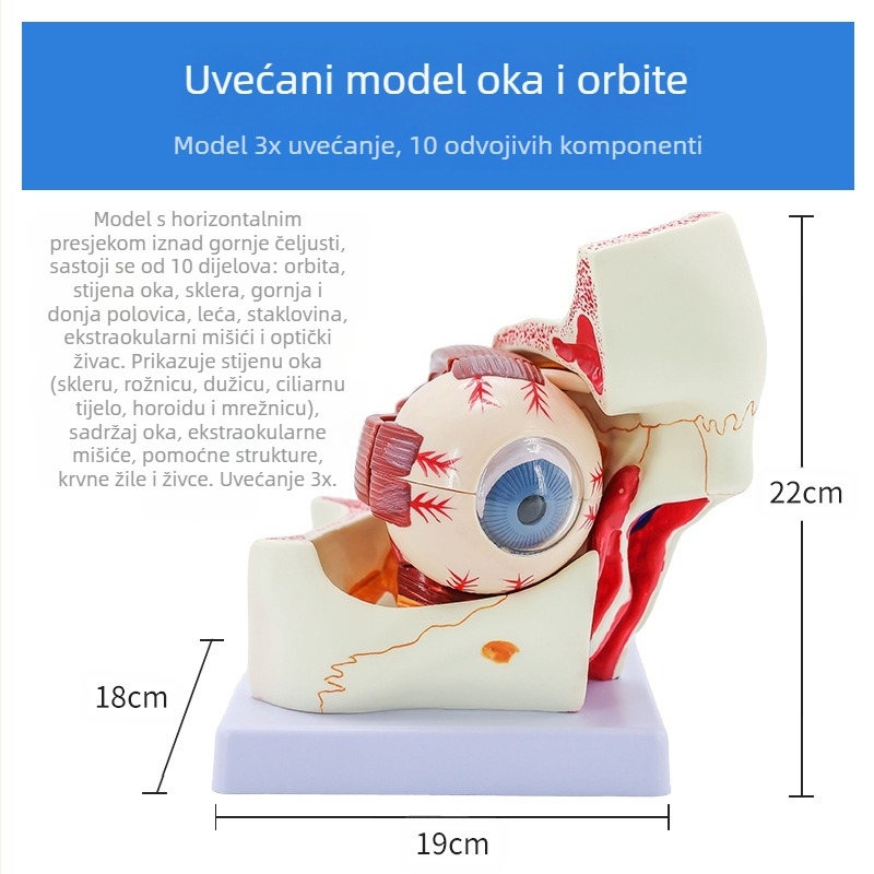 Anatomski model ljudskog oka, odvojivi, PVC materijal, marka Blue Butterfly