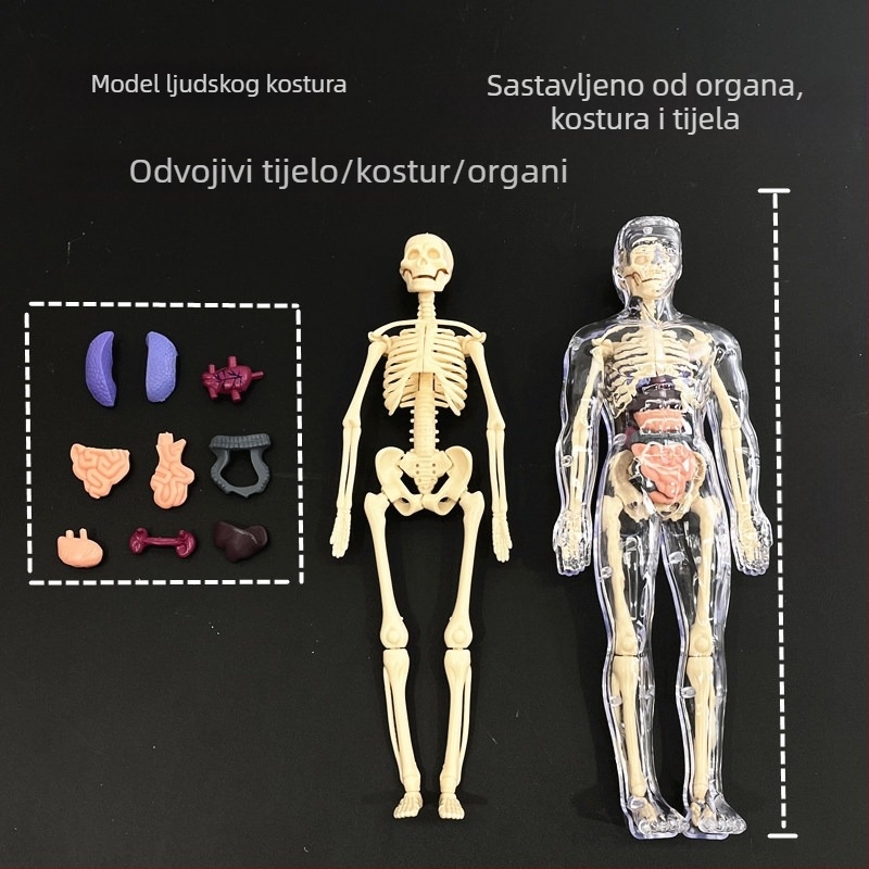 Edukativni model ljudskog skeleta za djecu, plastični DIY set za sastavljanje, za uzrast 4–6 godina, višefunkcionalan, bez električne energije.