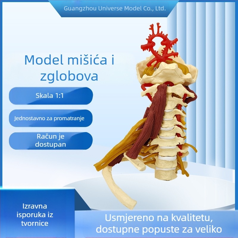 Anatomski model - ljudski mišićno-koštani model s cervikalnom kralješnicom, koljenom, kukom, laktom i ramenskim ligamentima; PVC, statičan model, način upravljanja 1