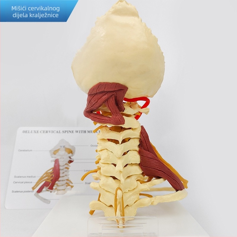 Anatomski model - ljudski mišićno-koštani model s cervikalnom kralješnicom, koljenom, kukom, laktom i ramenskim ligamentima; PVC, statičan model, način upravljanja 1
