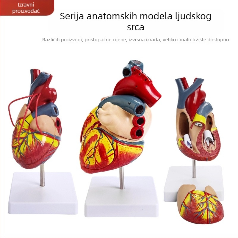 Model anatomije srca za nastavu - PVC visceralni model, edukativna izložba, Excellence